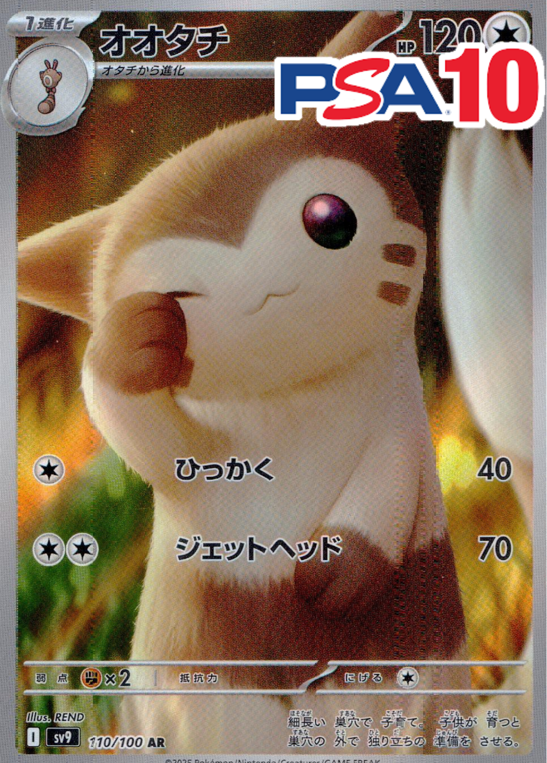 オオタチ PSA10