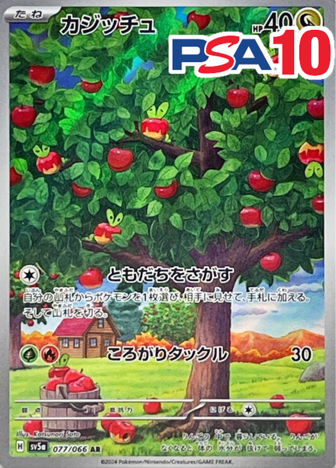 カジッチュ PSA10