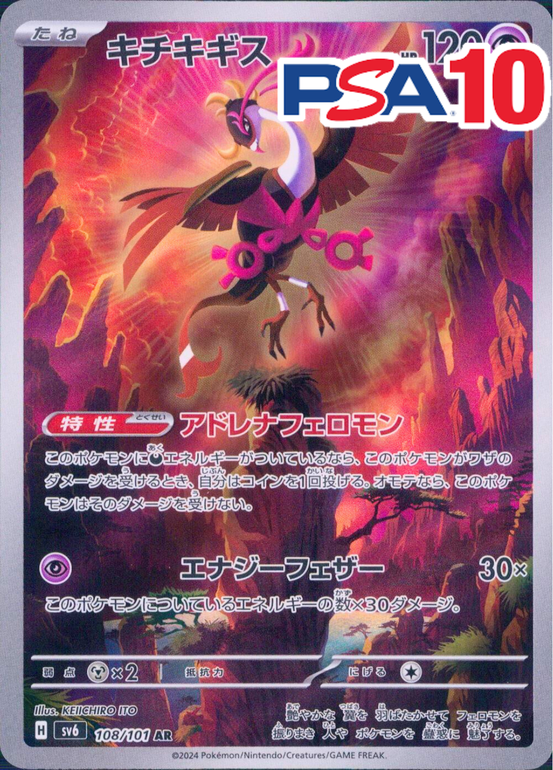 キチキギス PSA10