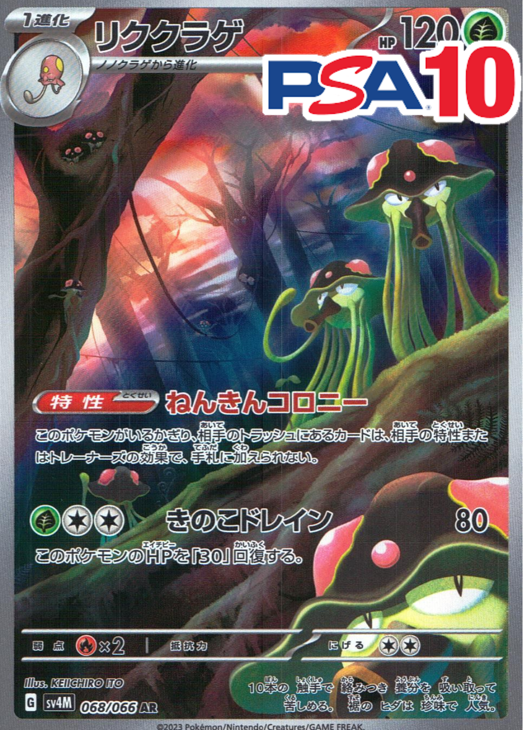 リククラゲ PSA10